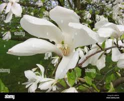Attēlu rezultāti vaicājumam “Magnolia kobus flower”