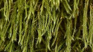 Attēlu rezultāti vaicājumam “Hypnum cupressiforme var. filiforme”