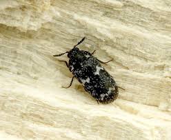 Attēlu rezultāti vaicājumam “Megatoma undata”