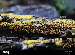 Attēlu rezultāti vaicājumam “Oligonema favogineum spores”