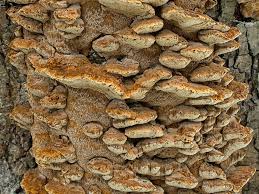 Attēlu rezultāti vaicājumam “Inonotus radiatus”