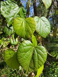 Attēlu rezultāti vaicājumam “Menispermum dauricum leaf”