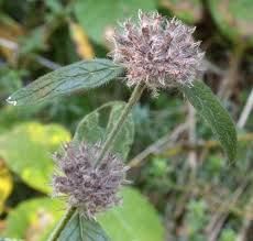 Attēlu rezultāti vaicājumam “Clinopodium vulgare leaf”