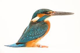 Attēlu rezultāti vaicājumam “Alcedo atthis”