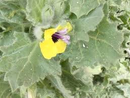 Image result for bilsenkraut