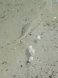 Image result for Acroteriobatus blochii