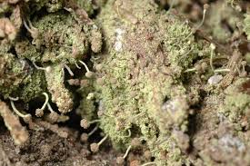 Attēlu rezultāti vaicājumam “Chaenotheca furfuracea”