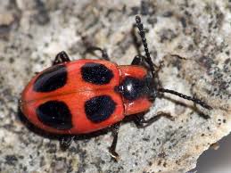 Attēlu rezultāti vaicājumam “Endomychus coccineus”