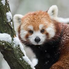 Image result for pandas