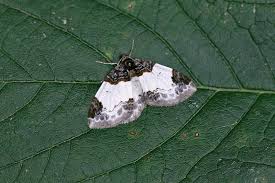 Attēlu rezultāti vaicājumam “Mesoleuca albicillata”