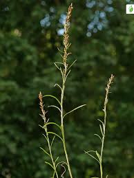 Attēlu rezultāti vaicājumam “Gnaphalium sylvaticum bud”
