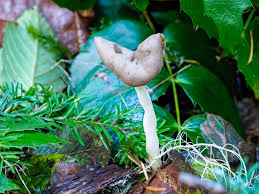 Attēlu rezultāti vaicājumam “Helvella elastica”