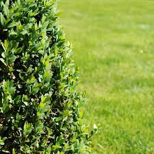 Attēlu rezultāti vaicājumam “Buxus sempervirens”