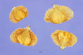 Attēlu rezultāti vaicājumam “Betula alleghaniensis fruit”