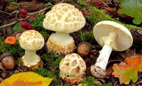 Attēlu rezultāti vaicājumam “Amanita citrina”