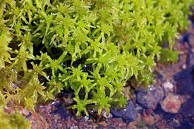 Attēlu rezultāti vaicājumam “Sphagnum flexuosum”