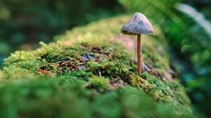 Attēlu rezultāti vaicājumam “fungi”