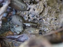 Attēlu rezultāti vaicājumam “Ligidium hypnorum”