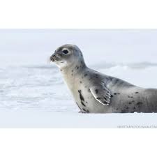 Image result for Pagophilus groenlandicus