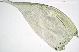 Attēlu rezultāti vaicājumam “Hypnum jutlandicum”