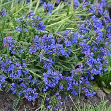 Image result for Pulmonaria Silverado