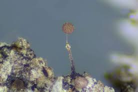 Attēlu rezultāti vaicājumam “Clastoderma debaryanum spores”