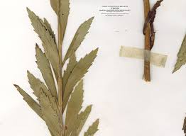 Image result for Leucanthemella serotina