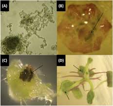 Attēlu rezultāti vaicājumam “Nostoc pruniforme cells”