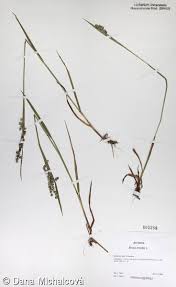 Attēlu rezultāti vaicājumam “Briza media bud”