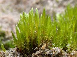 Attēlu rezultāti vaicājumam “Bryum moravicum”