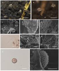 Attēlu rezultāti vaicājumam “Physarum bryomacrocarpum sessile”