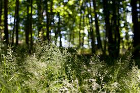 Attēlu rezultāti vaicājumam “Poa nemoralis fruit”