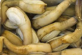 Image result for geoduck