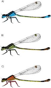 Attēlu rezultāti vaicājumam “Ischnura elegans”