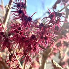 Attēlu rezultāti vaicājumam “Hamamelis vernalis flower”