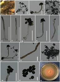 Attēlu rezultāti vaicājumam “Comatricha elegans var. microspora spores”