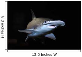 Image result for Sphyrna tiburo