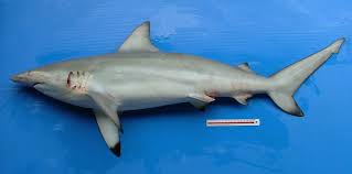 Image result for Carcharhinus isodon