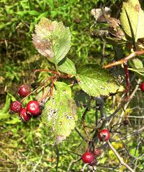 Attēlu rezultāti vaicājumam “Crataegus macracantha flower”