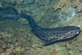 Image result for Scyliorhinus stellaris