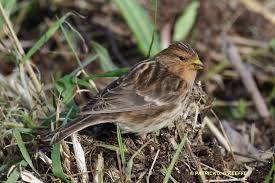 Image result for twite photo