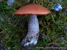 Attēlu rezultāti vaicājumam “Leccinum vulpinum”