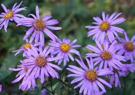 Image result for Tanacetum parthenium 'Tetraweiss'