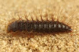 Attēlu rezultāti vaicājumam “Dermestes murinus”