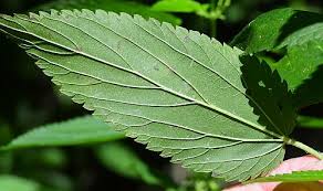 Attēlu rezultāti vaicājumam “Urtica dioica leaf”