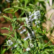 Attēlu rezultāti vaicājumam “Mentha longifolia”