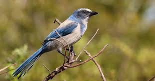 Attēlu rezultāti vaicājumam “Corvidae”