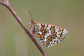 Attēlu rezultāti vaicājumam “Melitaea cinxia underside”