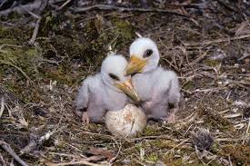 Attēlu rezultāti vaicājumam “Ciconia nigra nest”