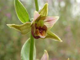 Attēlu rezultāti vaicājumam “Epirranthis diversata upperside”